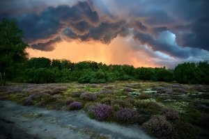 Heidelandschaft im Norden des Ruhrgebiets