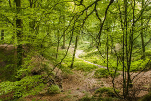 Duisburger Stadtwald